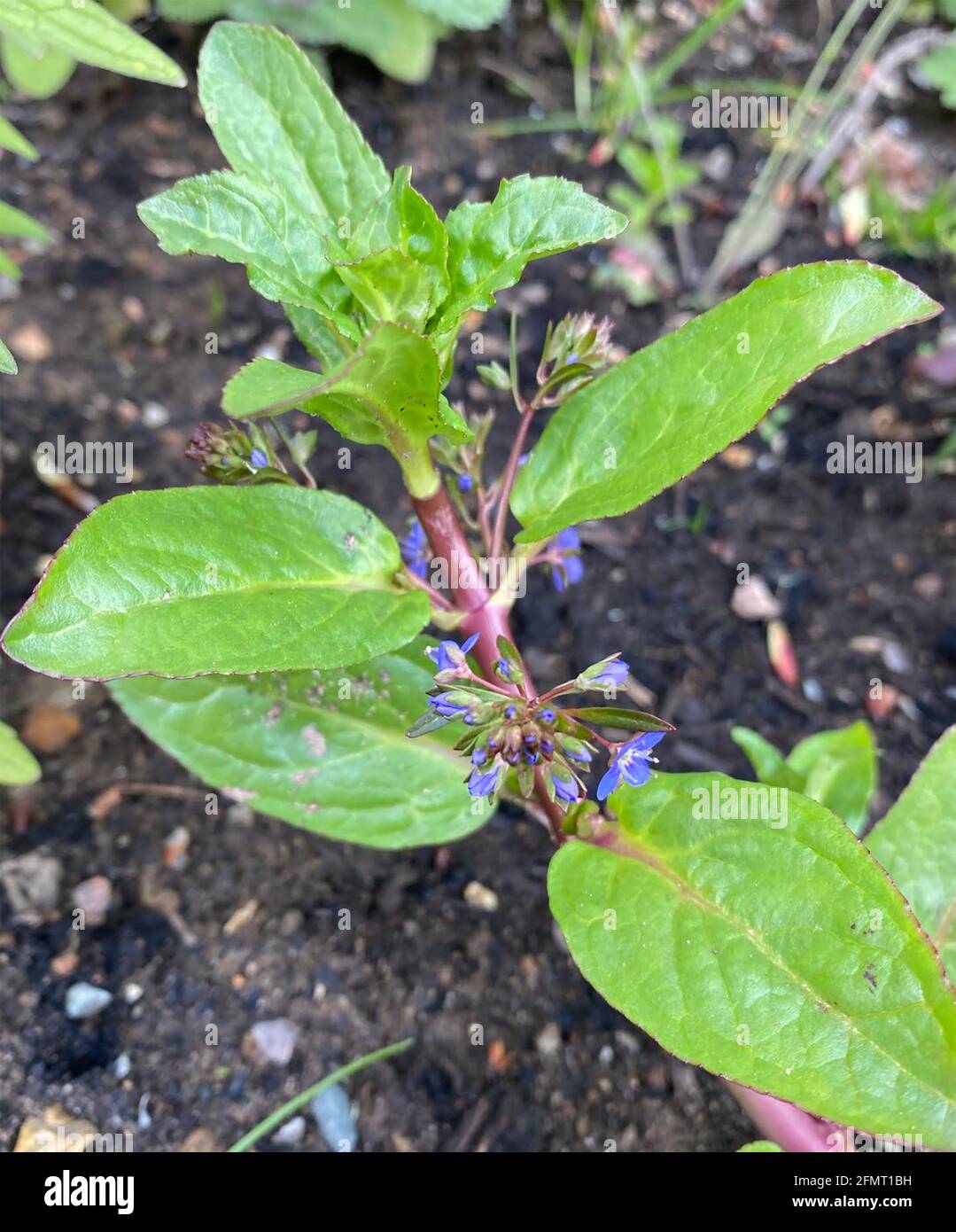 BROOKLIME Veronica beccabunga. Photo : Tony Gale Banque D'Images