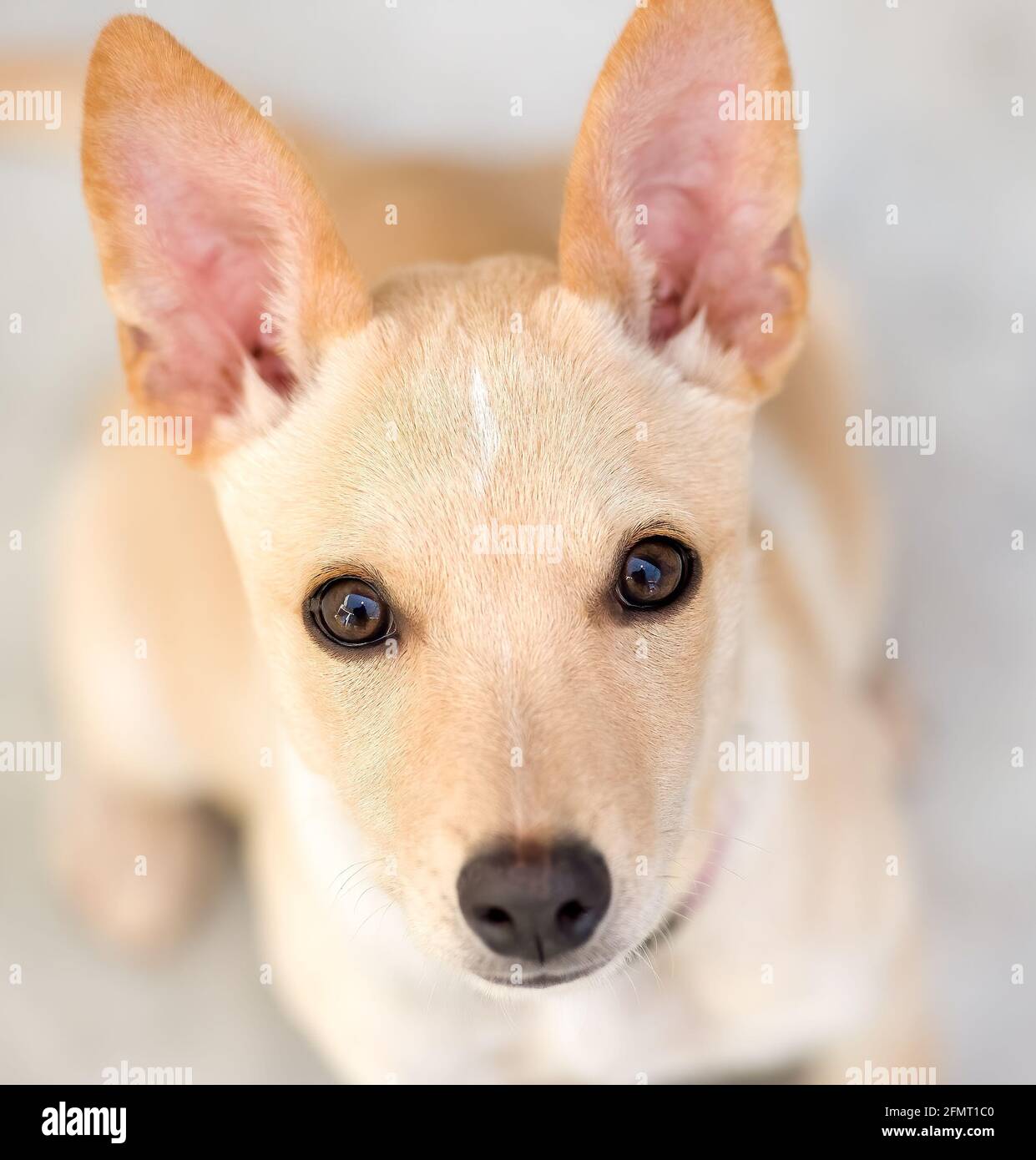 Un adorable chien de chiot avec de grands yeux est à la recherche Dans UN format d'image vertical Banque D'Images