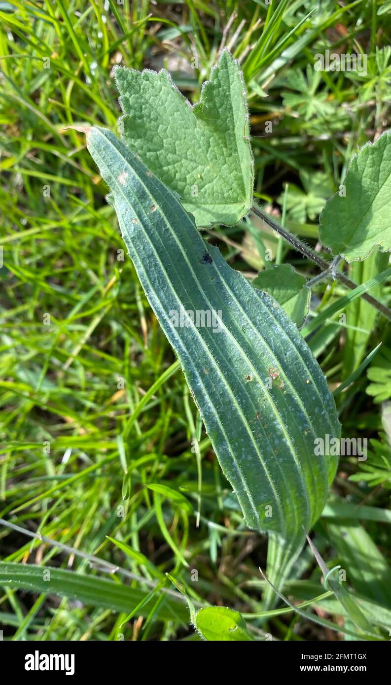 RIBWORT PLANTAIN Plantago lanceolata. Photo : Tony Gale Banque D'Images
