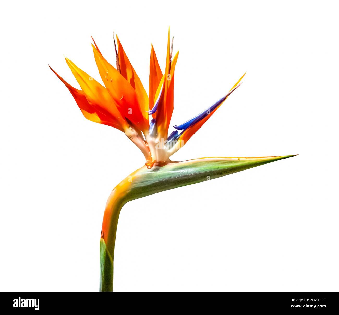 oiseau coloré de fleur de paradis closeup découpe isolée sur un arrière-plan blanc Banque D'Images