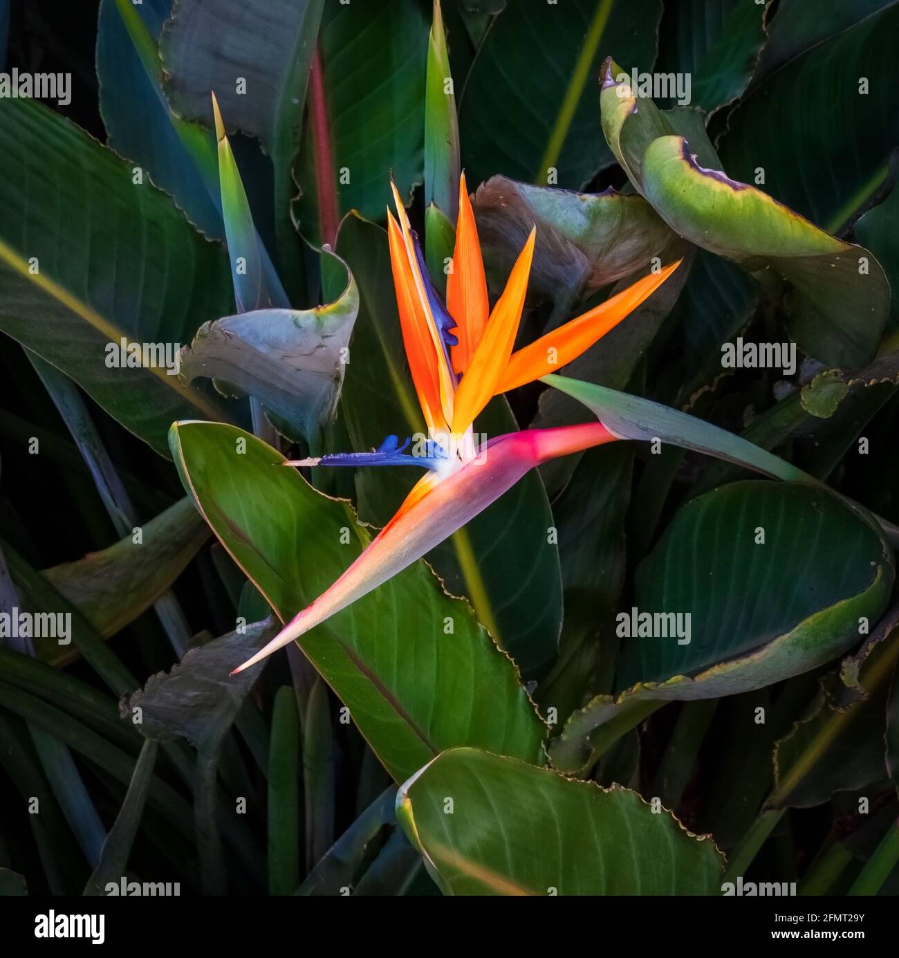 fleur d'oiseau de paradis aux couleurs vives contre un contraste élevé arrière-plan de la feuille verte Banque D'Images