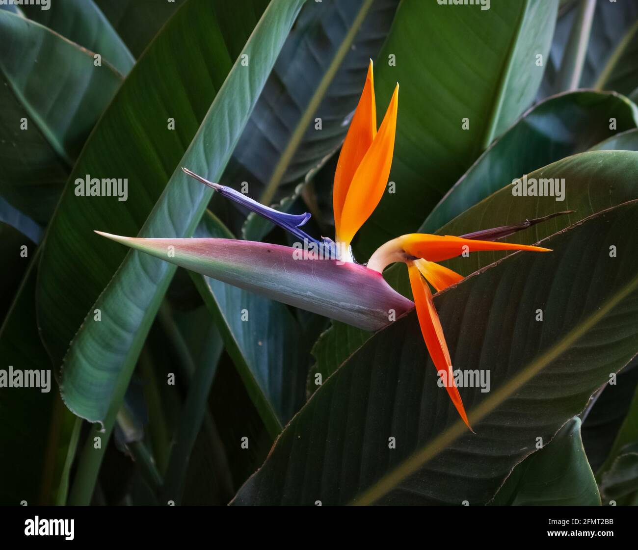 oiseau de paradis coloré fleur closeup feuilles vertes arrière-plan Banque D'Images