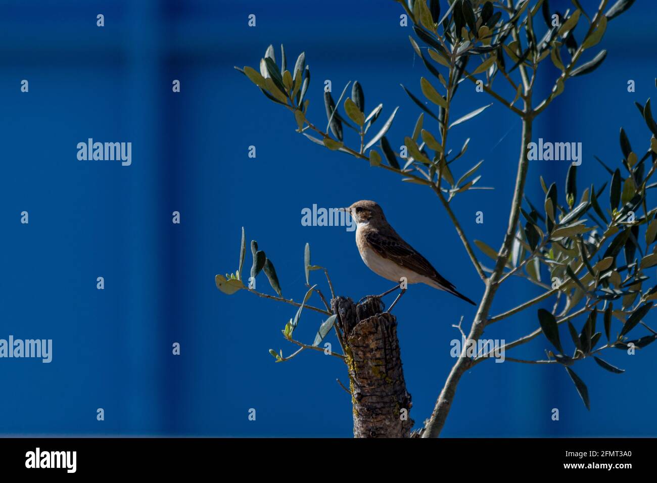 Les tailleurs à oreilles noires (Oenanthe hispanica) sont de petits oiseaux chanteurs auparavant classés comme membres de la famille des oiseaux noirs (Turdidae). Banque D'Images