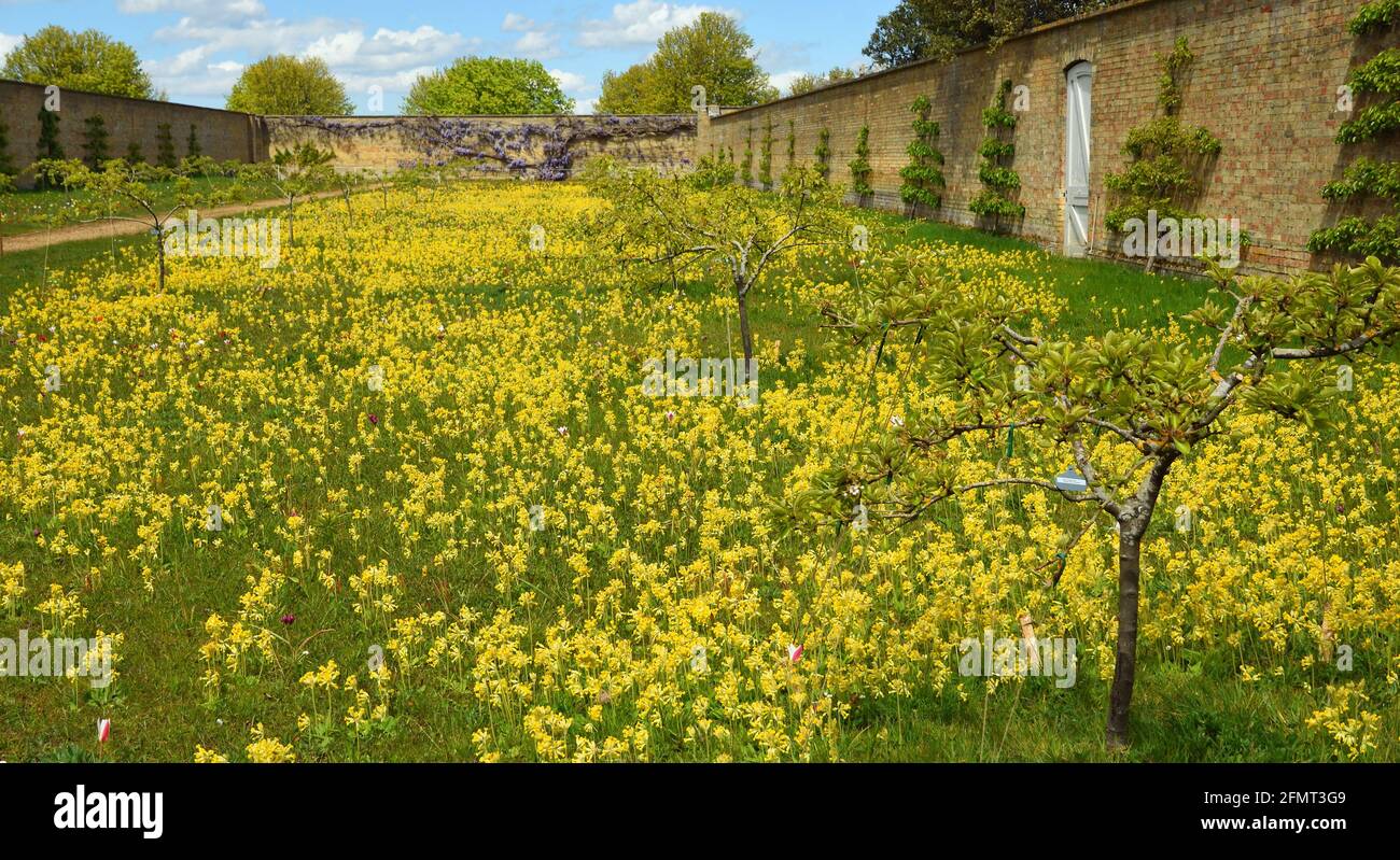 Jardin fleuri sauvage clos - prairie pleine de cowslips en fleur. Banque D'Images