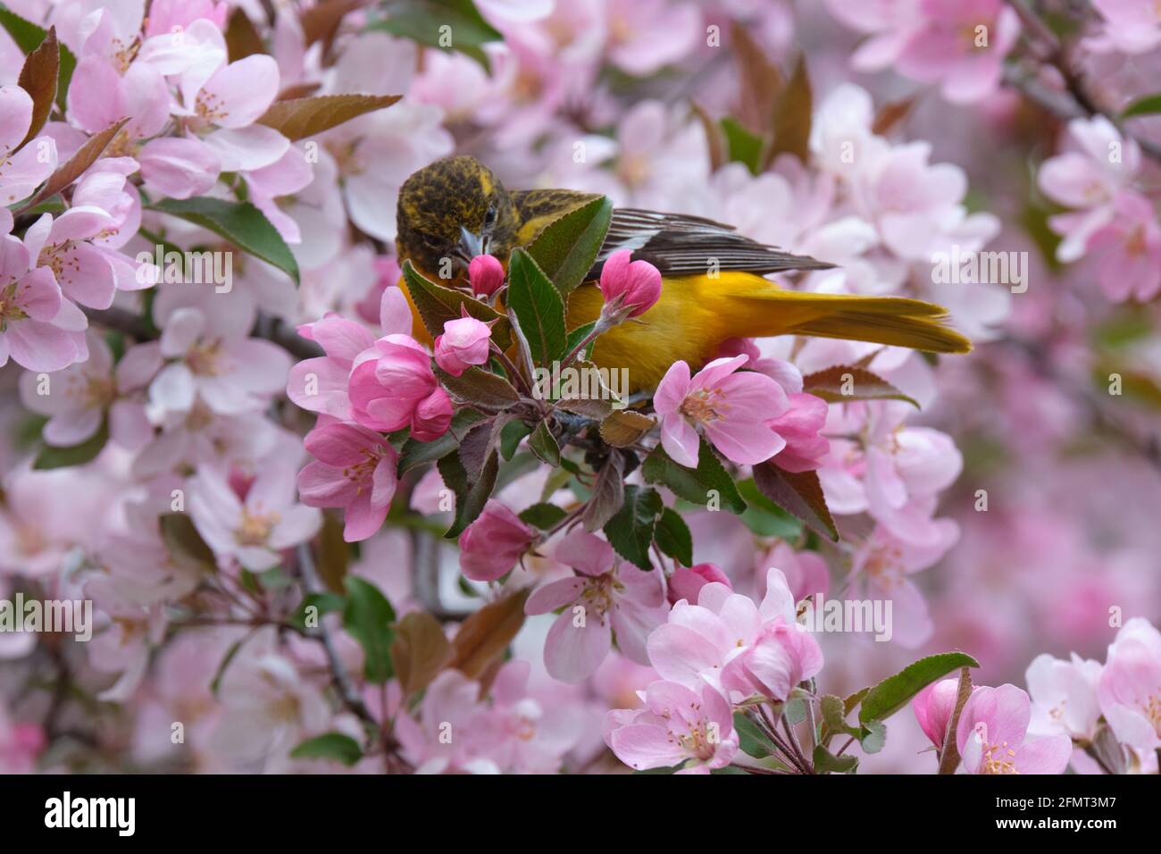 Baltimore Oriole manger dans le crabapple en fleurs le jour du printemps à Ottawa, Canada Banque D'Images