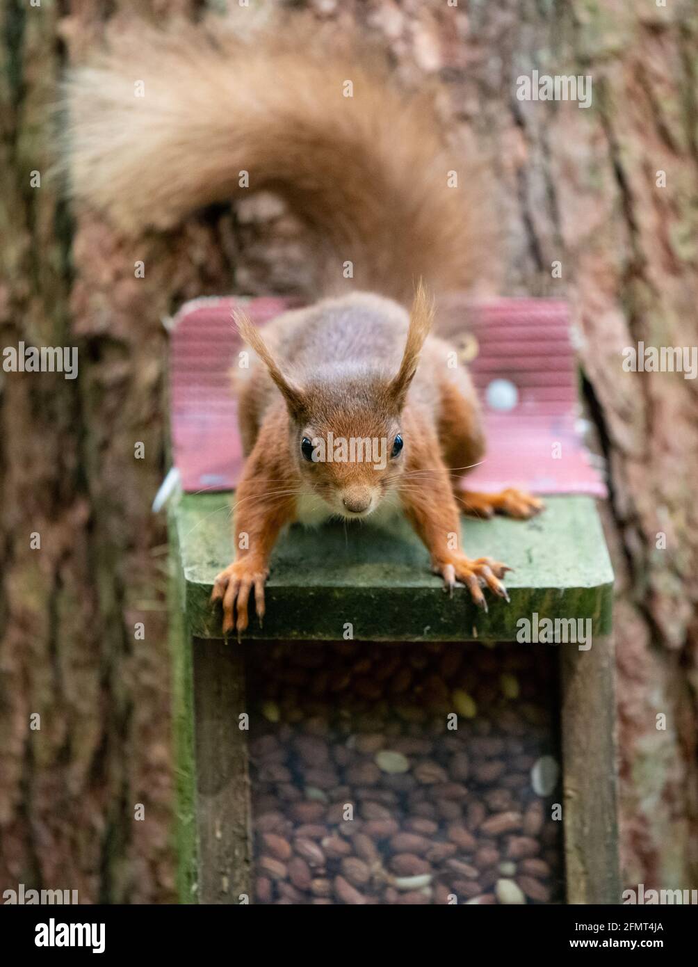 Red Squirrel (Sciurus vulgaris) sur le plateau d'alimentation des écrous - Écosse, Royaume-Uni Banque D'Images