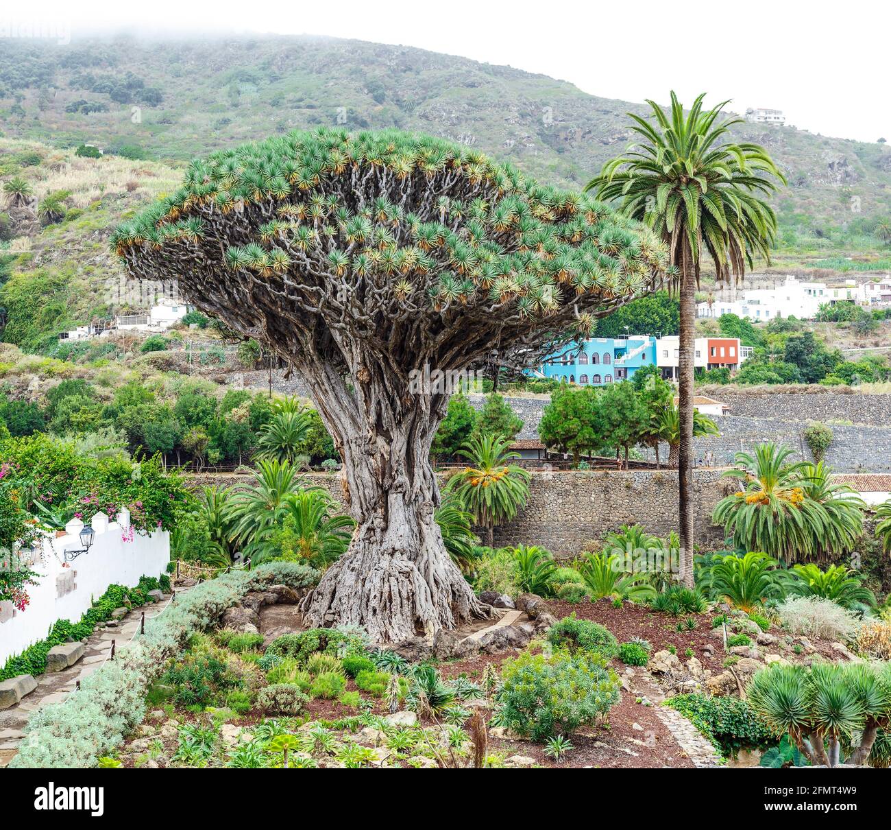 Drago Milenario (dracaena draco), Icod de los Vinos, Ténérife, îles Canaries, Espagne est une plante de type arbre avec la sève rouge et est dit être de 1000 ans ol Banque D'Images