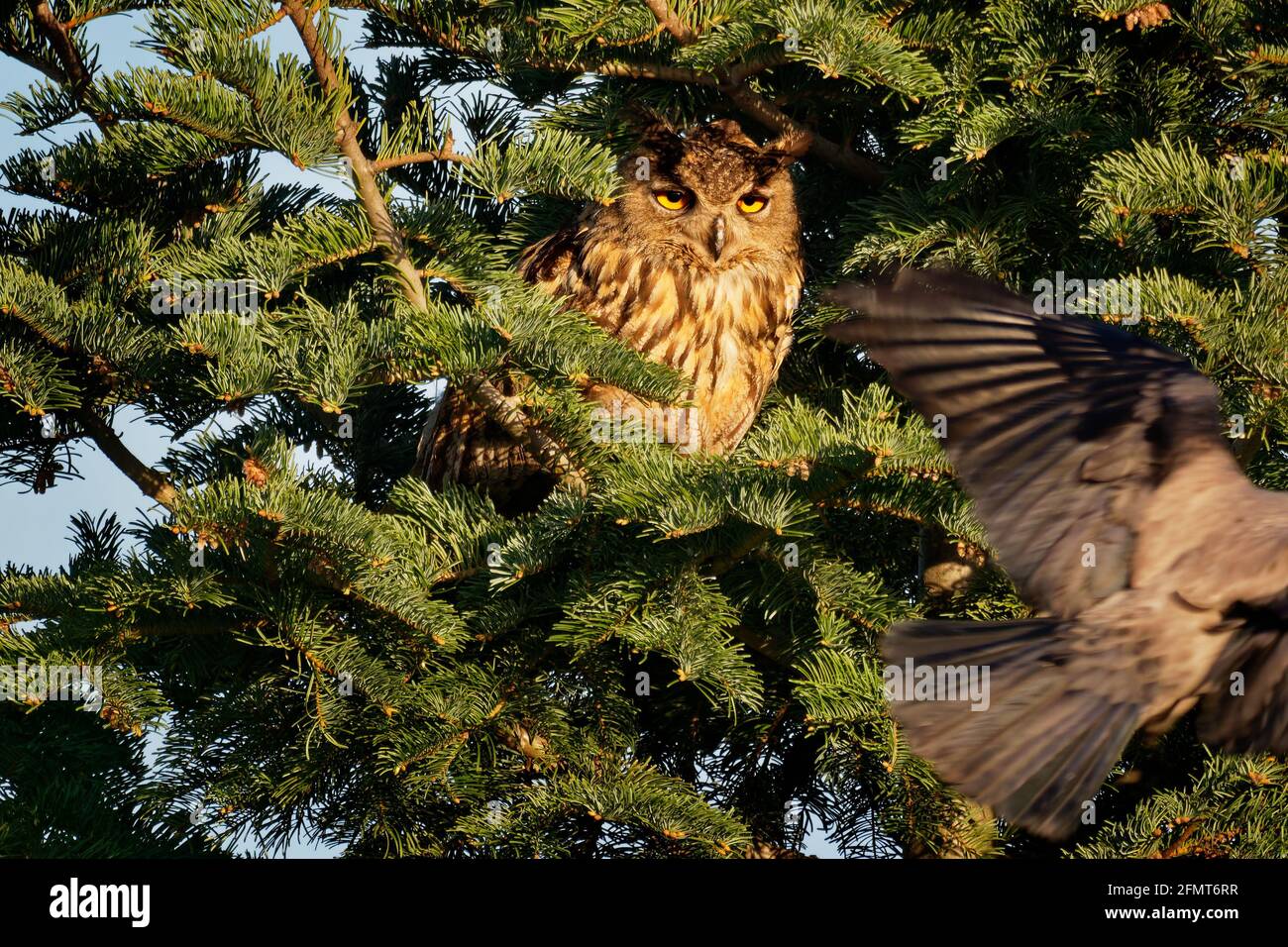 La chouette-aigle eurasienne - espèce Bubo bubo de la chouette-aigle dans une grande partie de l'Eurasie, également appelée Uhu, l'oiseau a des touffes d'oreilles distinctives, les ailes et la queue sont interdites Banque D'Images