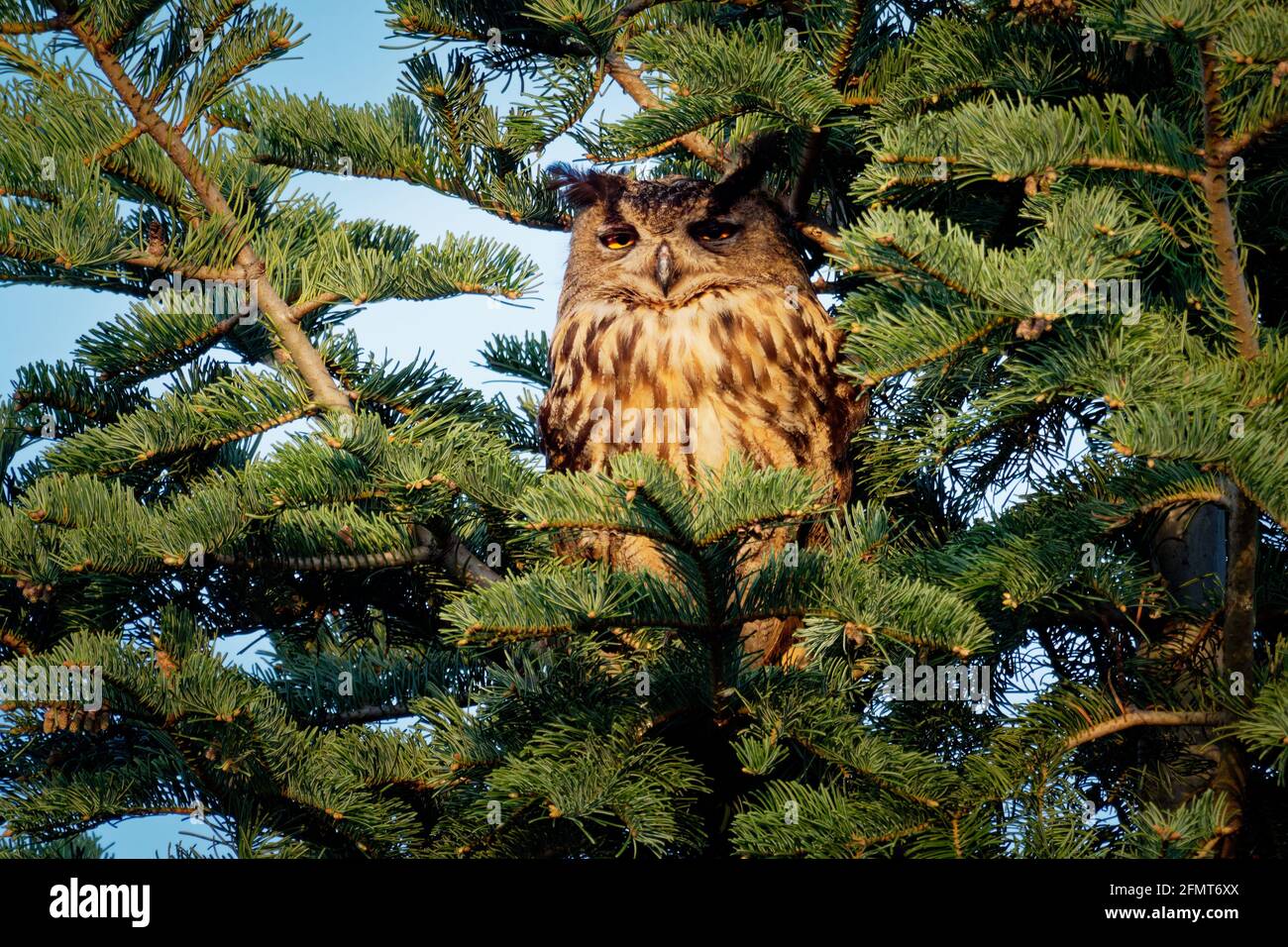 La chouette-aigle eurasienne - espèce Bubo bubo de la chouette-aigle dans une grande partie de l'Eurasie, également appelée Uhu, l'oiseau a des touffes d'oreilles distinctives, les ailes et la queue sont interdites Banque D'Images