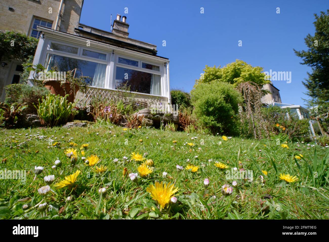 Pissenlits et pâquerettes fleurissent dans une pelouse laissée immown pour permettre aux fleurs sauvages de s'épanouir et aux insectes de se nourrir, Wiltshire Garden, Royaume-Uni, mai. Banque D'Images
