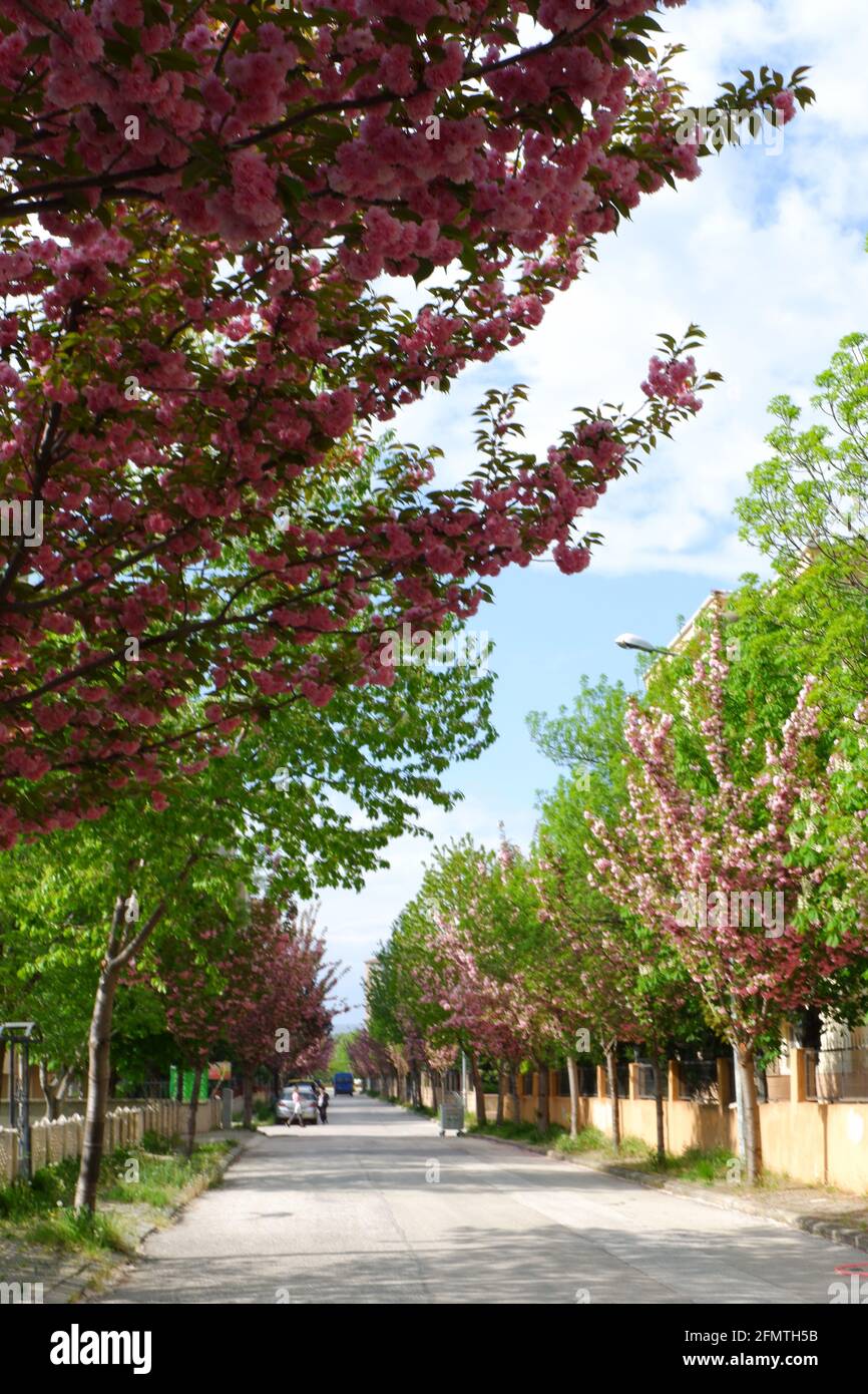 Arbres avec fleurs roses au bord de la route Banque D'Images