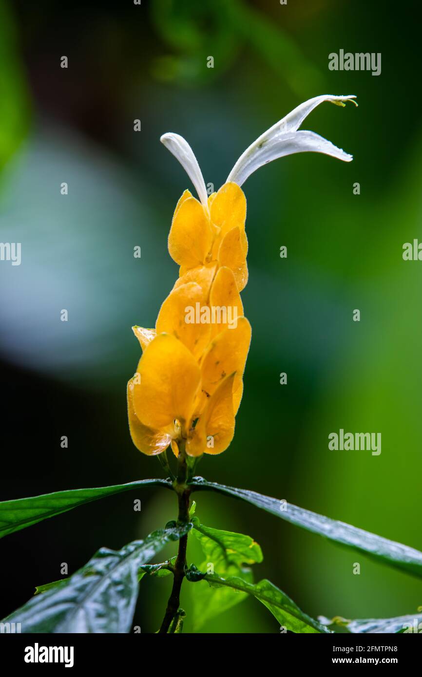 L'usine de crevettes d'or, connue sous le nom de Pachystachys lutea, plante de Lollipop au Costa Rica Banque D'Images