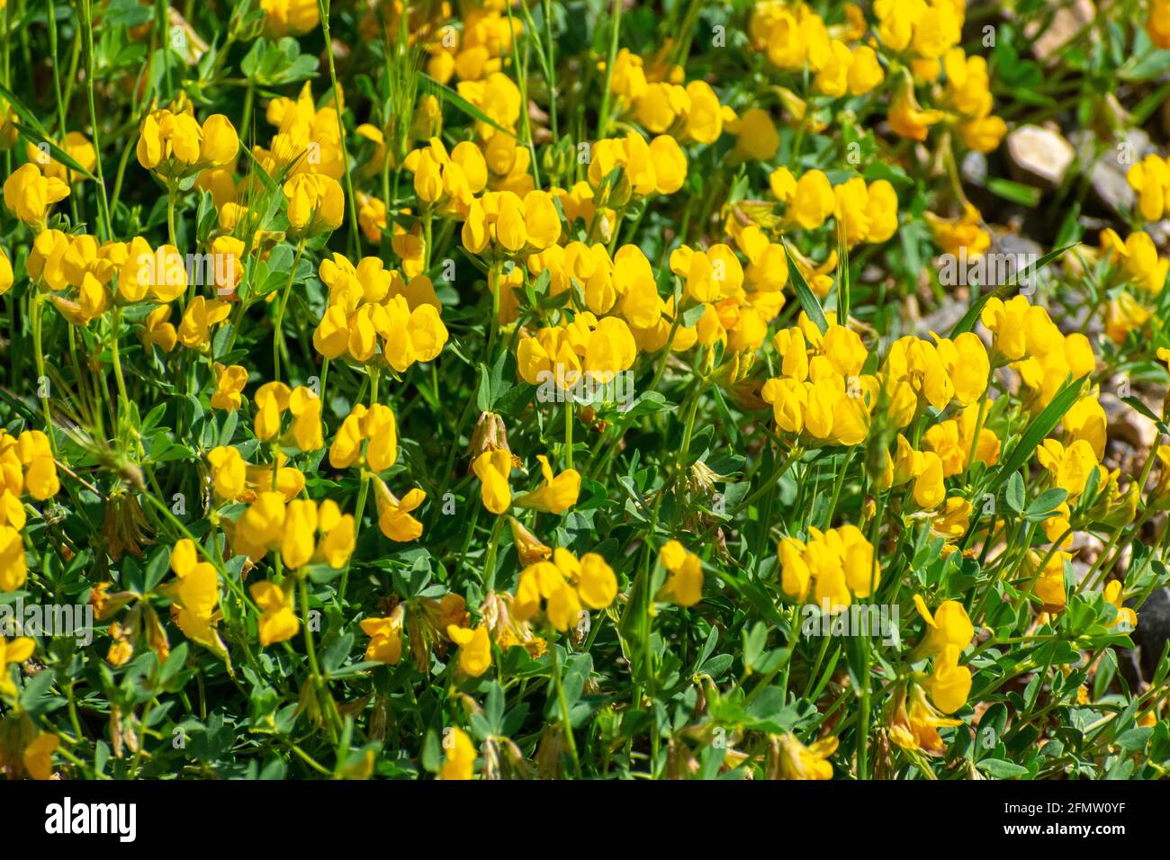 Gros plan de Trefroil (Lotus corniculatus) Banque D'Images