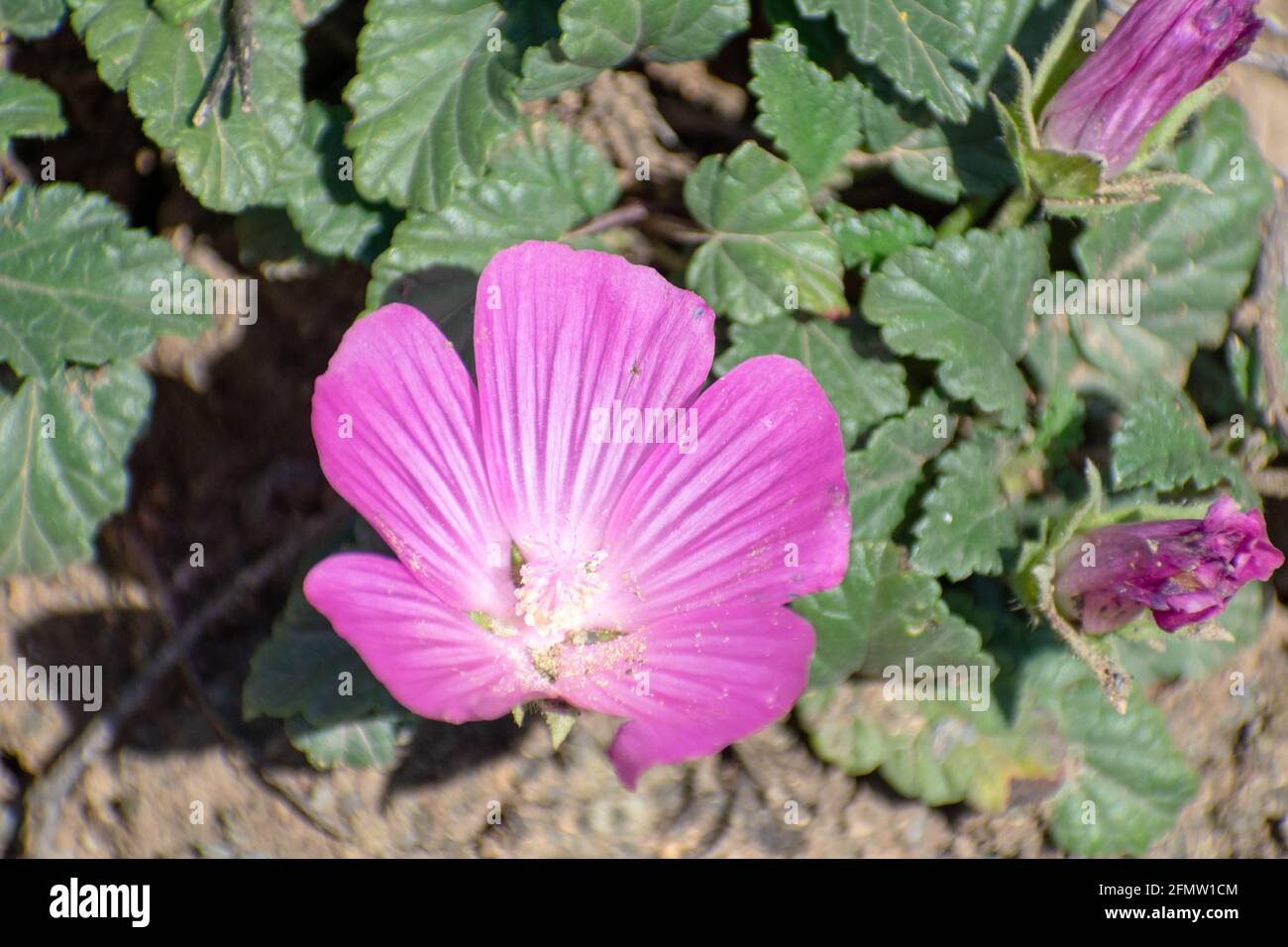 algérie, althaea trimétrique, annuel, aures, contexte, batna, belle, fleur, floraison, fleur, vif, gros plan, coloré, commun, veines sombres, flo Banque D'Images