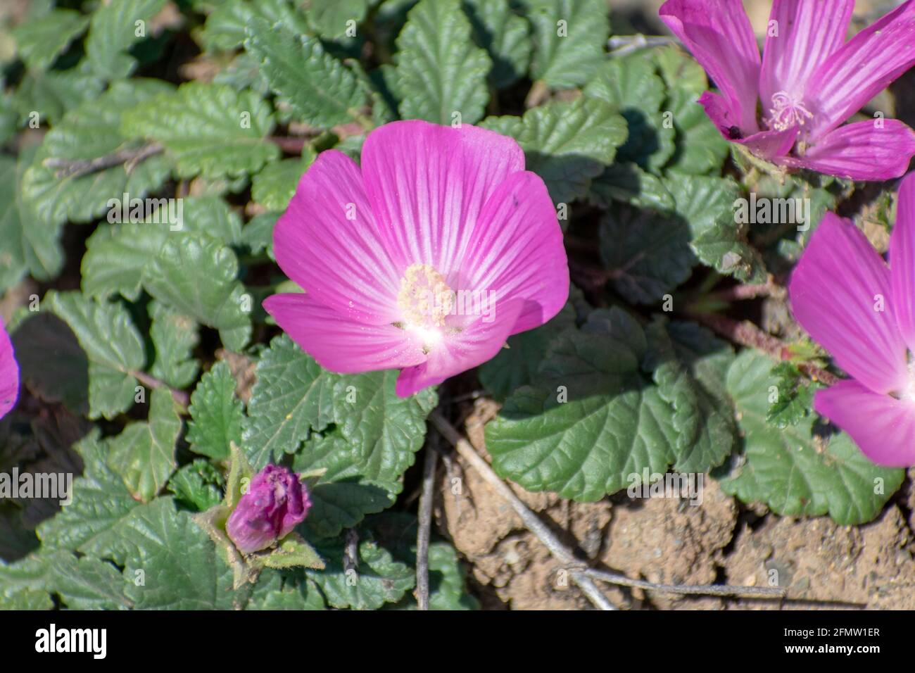 algérie, althaea trimétrique, annuel, aures, contexte, batna, belle, fleur, floraison, fleur, vif, gros plan, coloré, commun, veines sombres, flo Banque D'Images