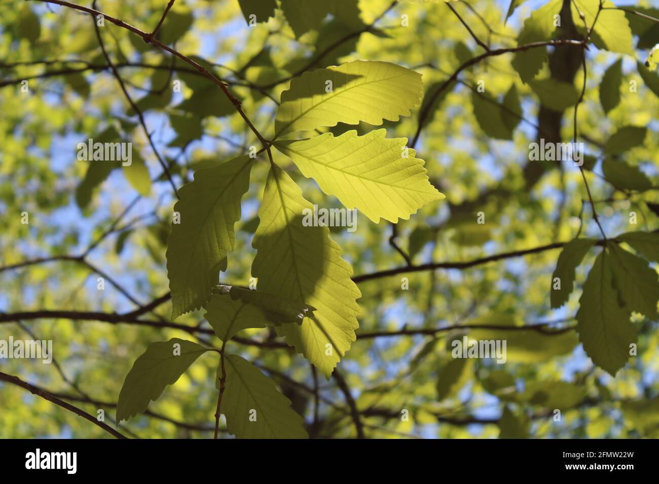 Shining de soleil sur un marais Chestnut Oak Branch Banque D'Images