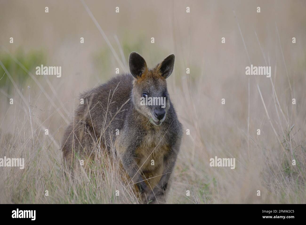 Wallaby des marais Banque D'Images