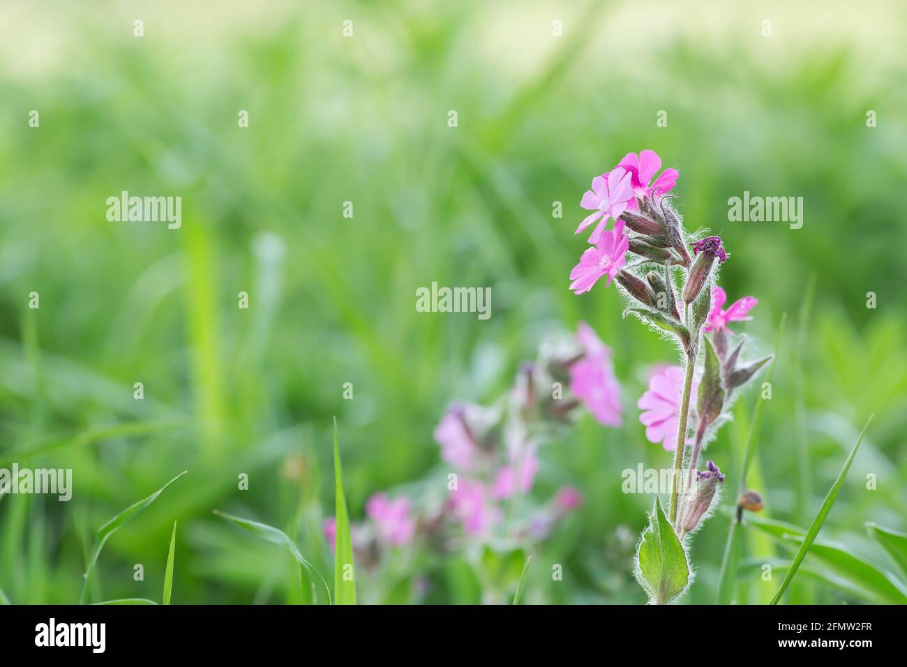 Gros plan d'un campion rouge en fleurs, Silene dioica Banque D'Images