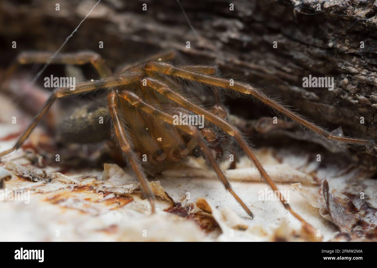 Araignée à toile de dentelle, Amaurobius similis sur bois, macro photo Banque D'Images