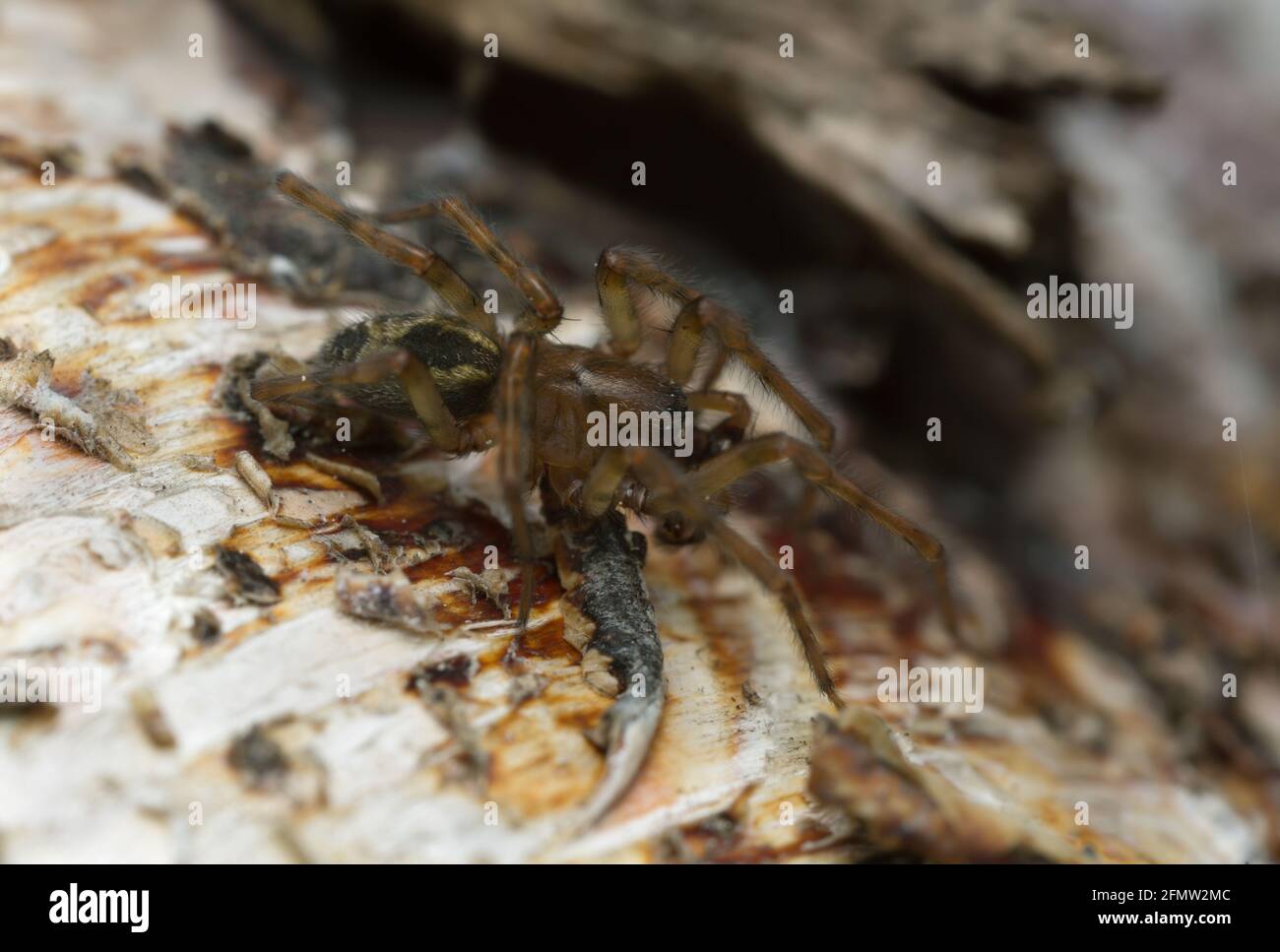 Araignée à toile de dentelle, Amaurobius similis sur bois, macro photo Banque D'Images