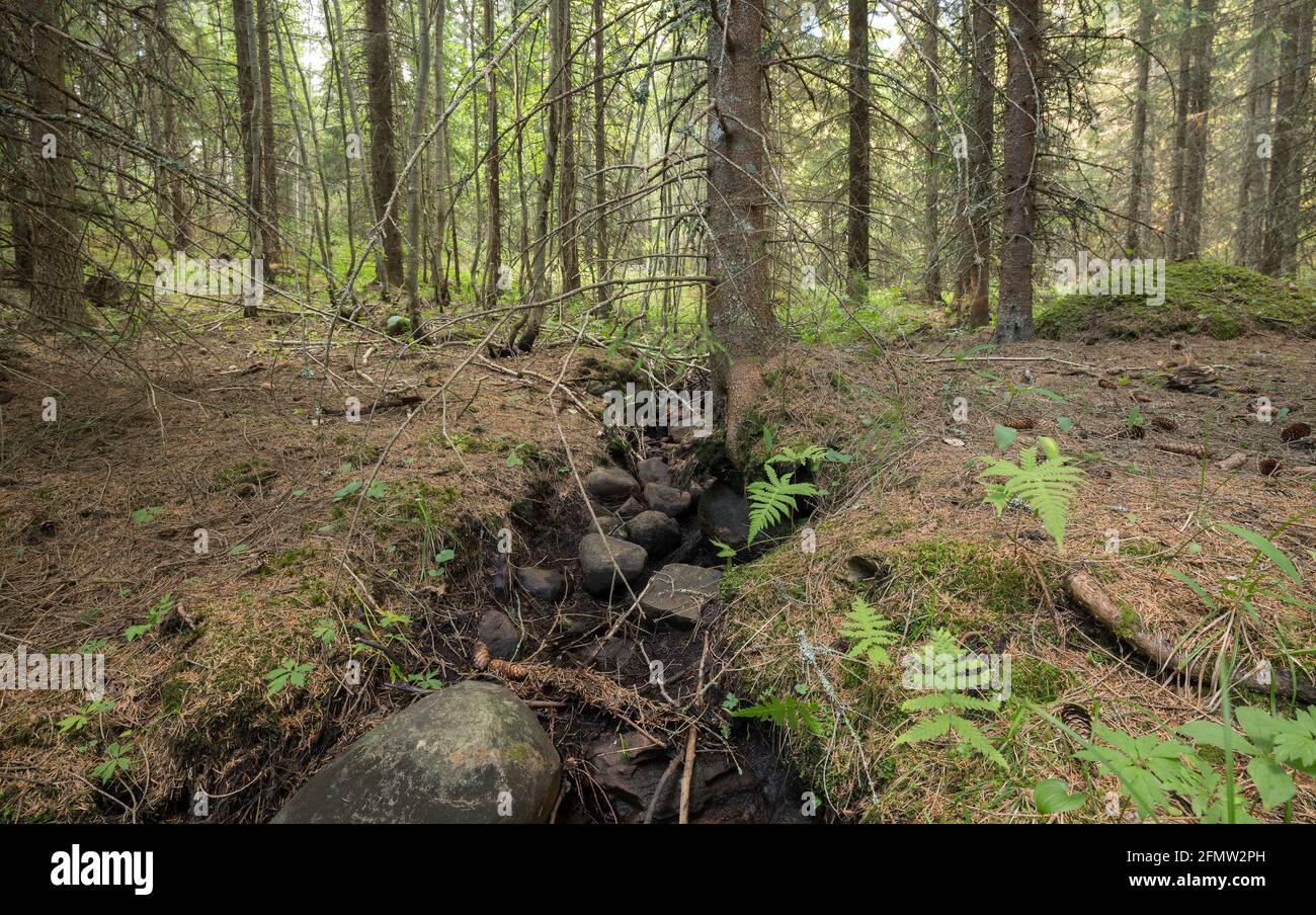 Cours d'eau sec dans la forêt de conifères en suède causé par chaleur prolongée l'été dernier Banque D'Images