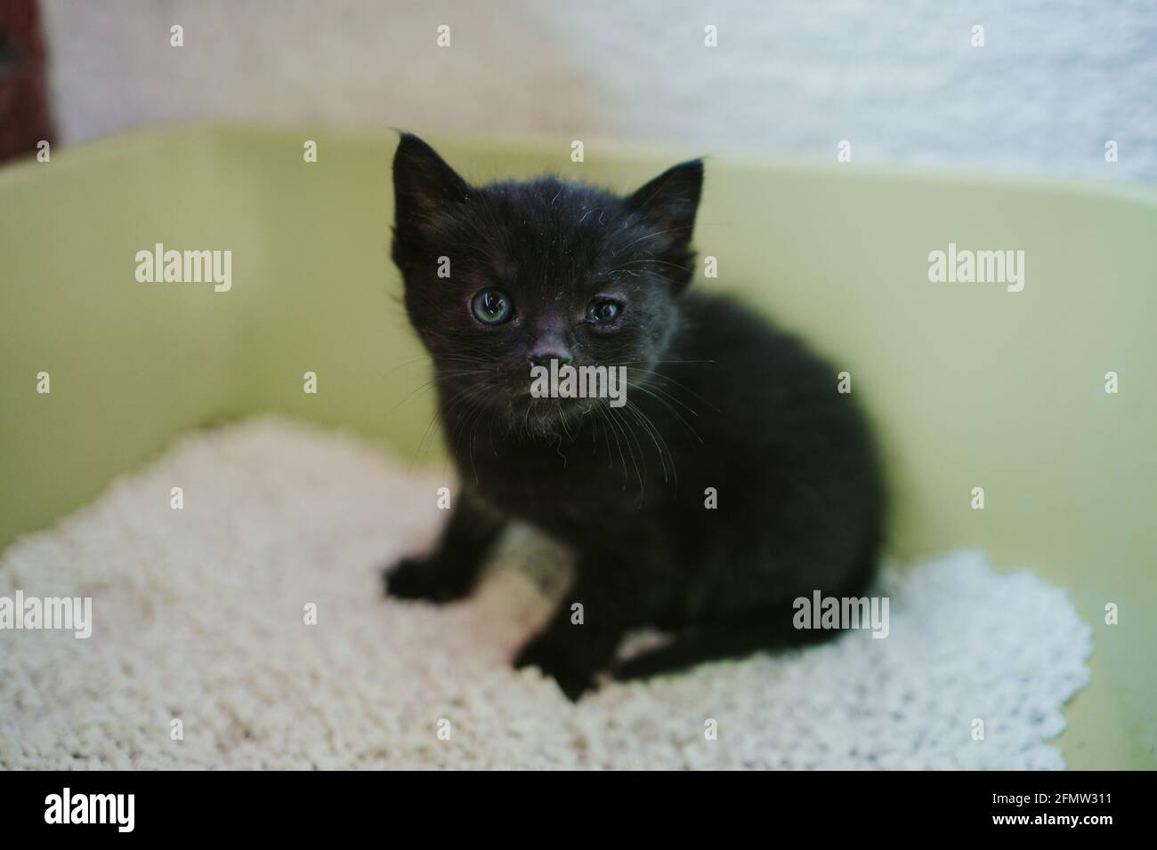 Petit Chaton Noir Effraye Avec Des Yeux Bleus Regardant Dans Le Camera Redoutable Photo Stock Alamy Petit Chaton Noir Effraye Avec Des Yeux Bleus Regardant Dans Le Camera Redoutable Photo Stock Alamy