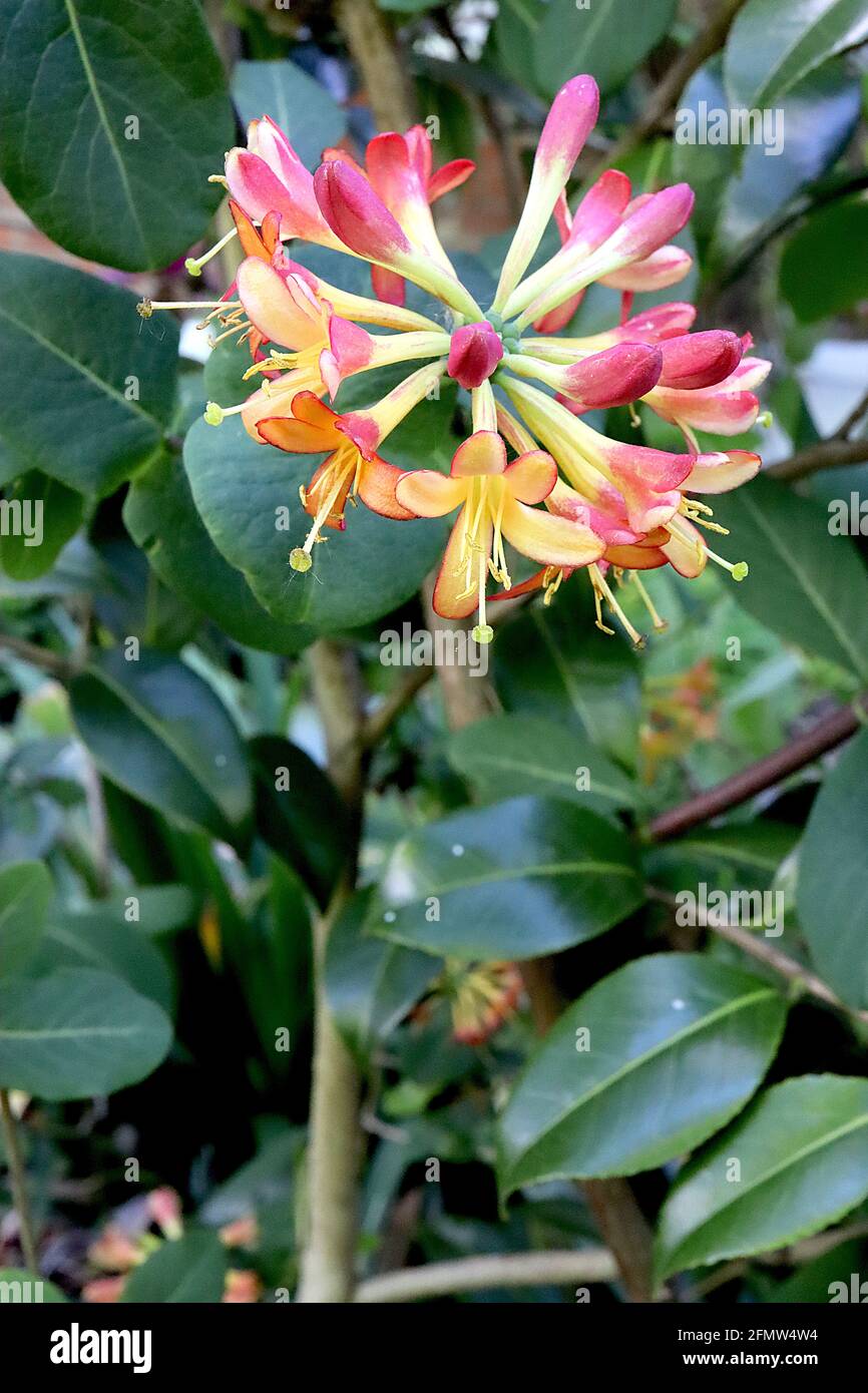 Lonicera x heckrotti 'flamme dorée' Honeysuckle flamme dorée – têtes radiales de fleurs roses profondes avec intérieur pétale orange jaune, mai, Angleterre, Banque D'Images