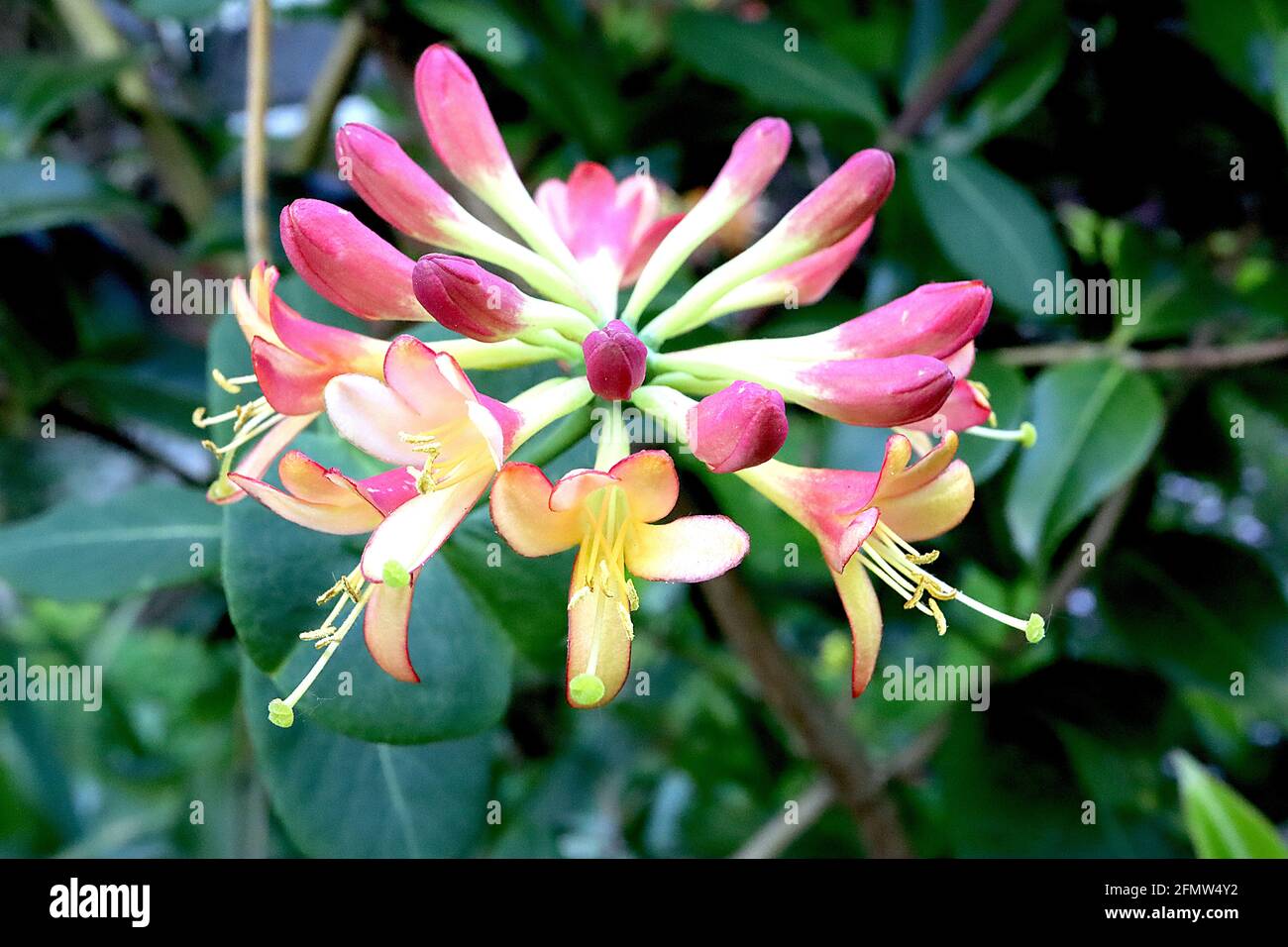 Lonicera x heckrotti 'flamme dorée' Honeysuckle flamme dorée – têtes radiales de fleurs roses profondes avec intérieur pétale orange jaune, mai, Angleterre, Banque D'Images