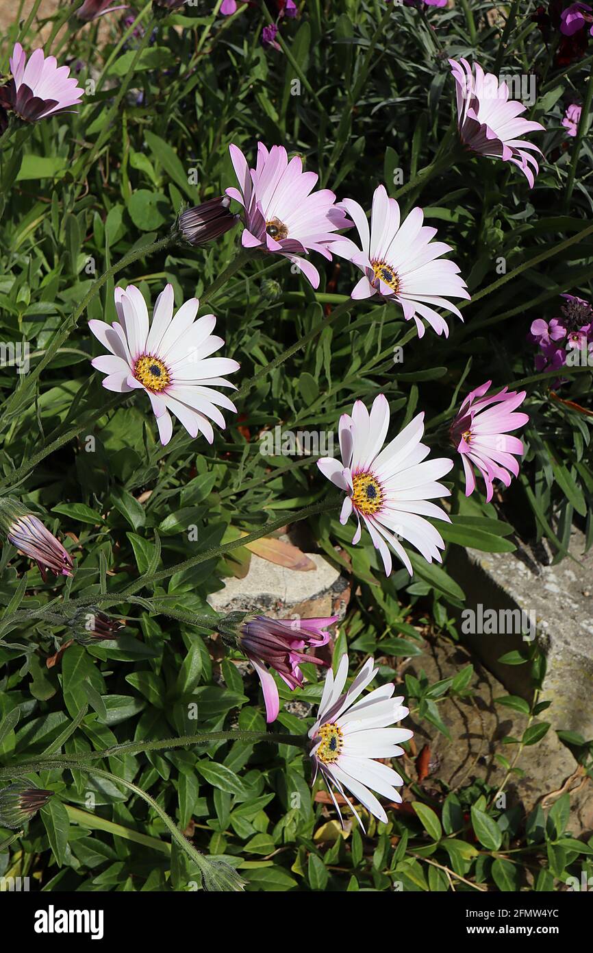 Osteospermum ecklonis “White Pink Blush” Marguerite africaine White Pink Blush – fleurs blanches et roses avec centre jaune, mai, Angleterre, Royaume-Uni Banque D'Images