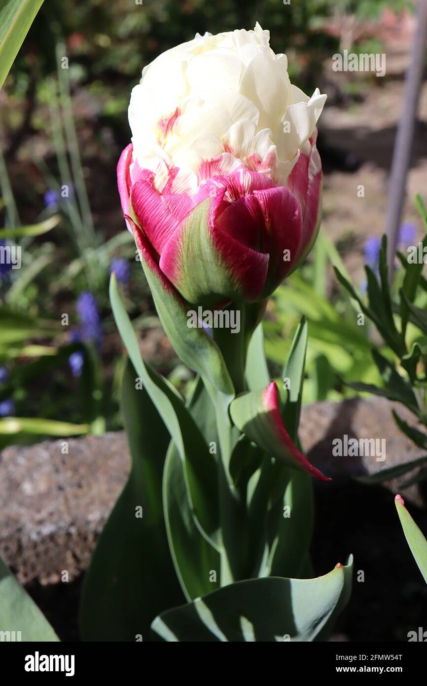 Tulipe à fleurs de pivoine Banque de photographies et d'images à haute  résolution - Alamy