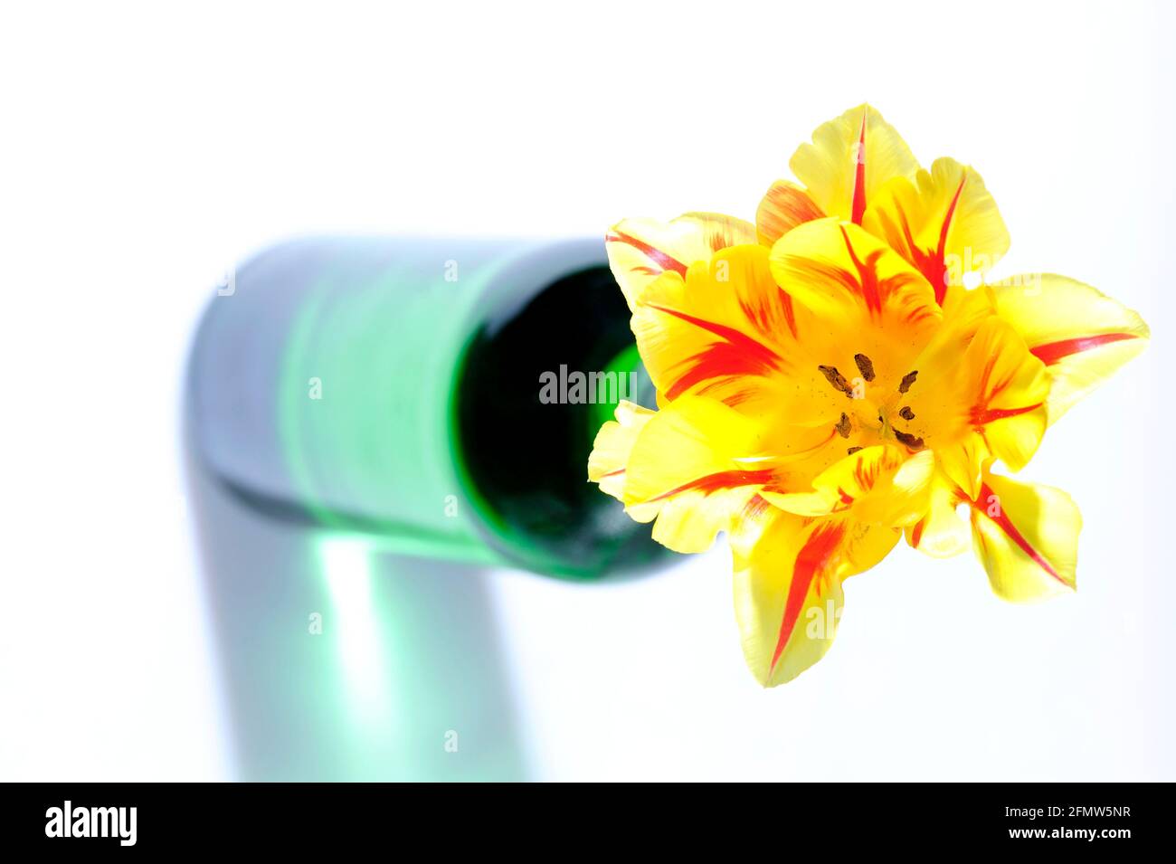 arôme, fleur, frais, ouvert, réflexion, stil life, printemps, tulipes, composition, belle, beauté, fleur, fleur, bouquet, thérapie florale Banque D'Images