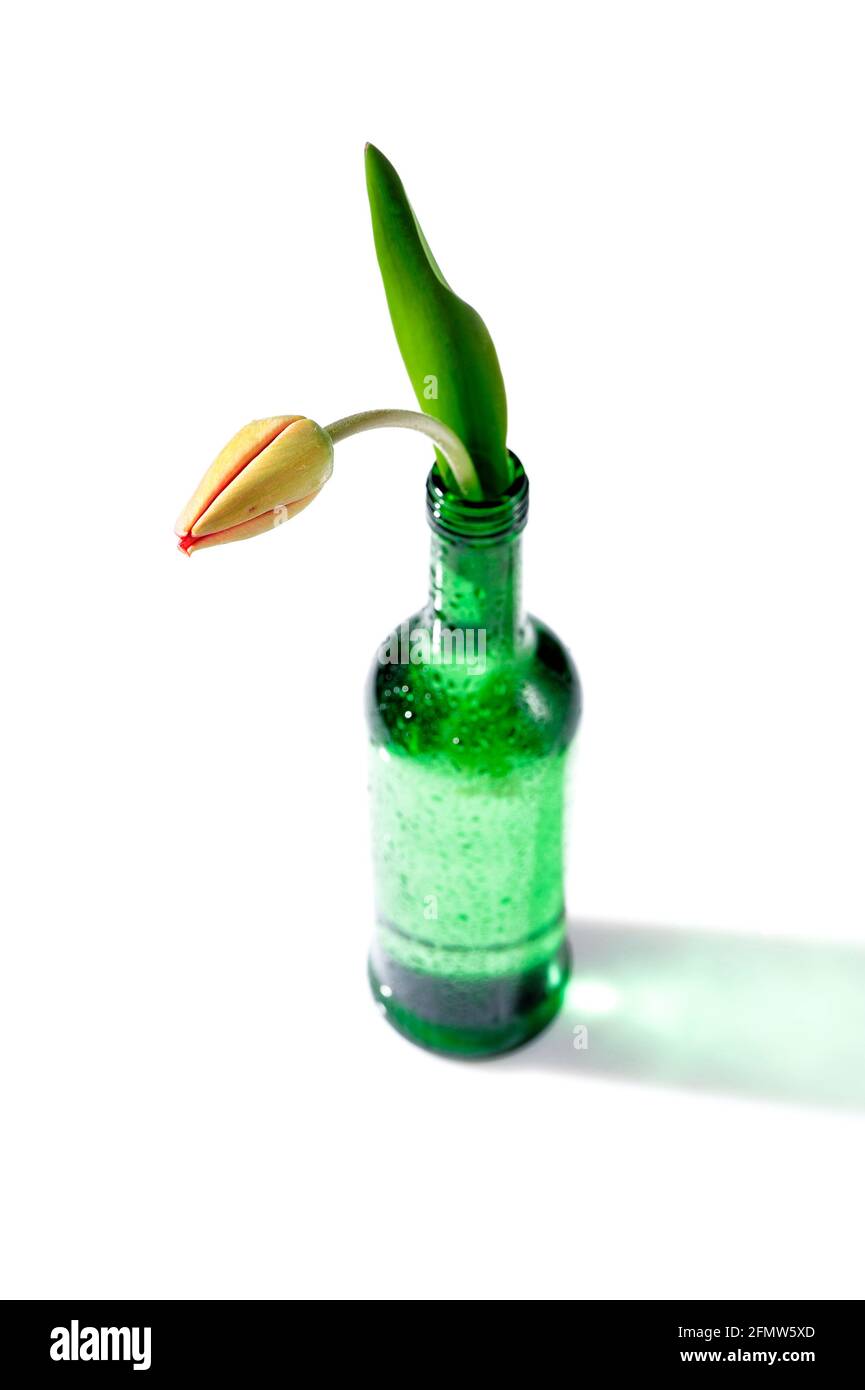 arôme, fleur, frais, ouvert, réflexion, stil life, printemps, tulipes, composition, belle, beauté, fleur, fleur, bouquet, thérapie florale Banque D'Images