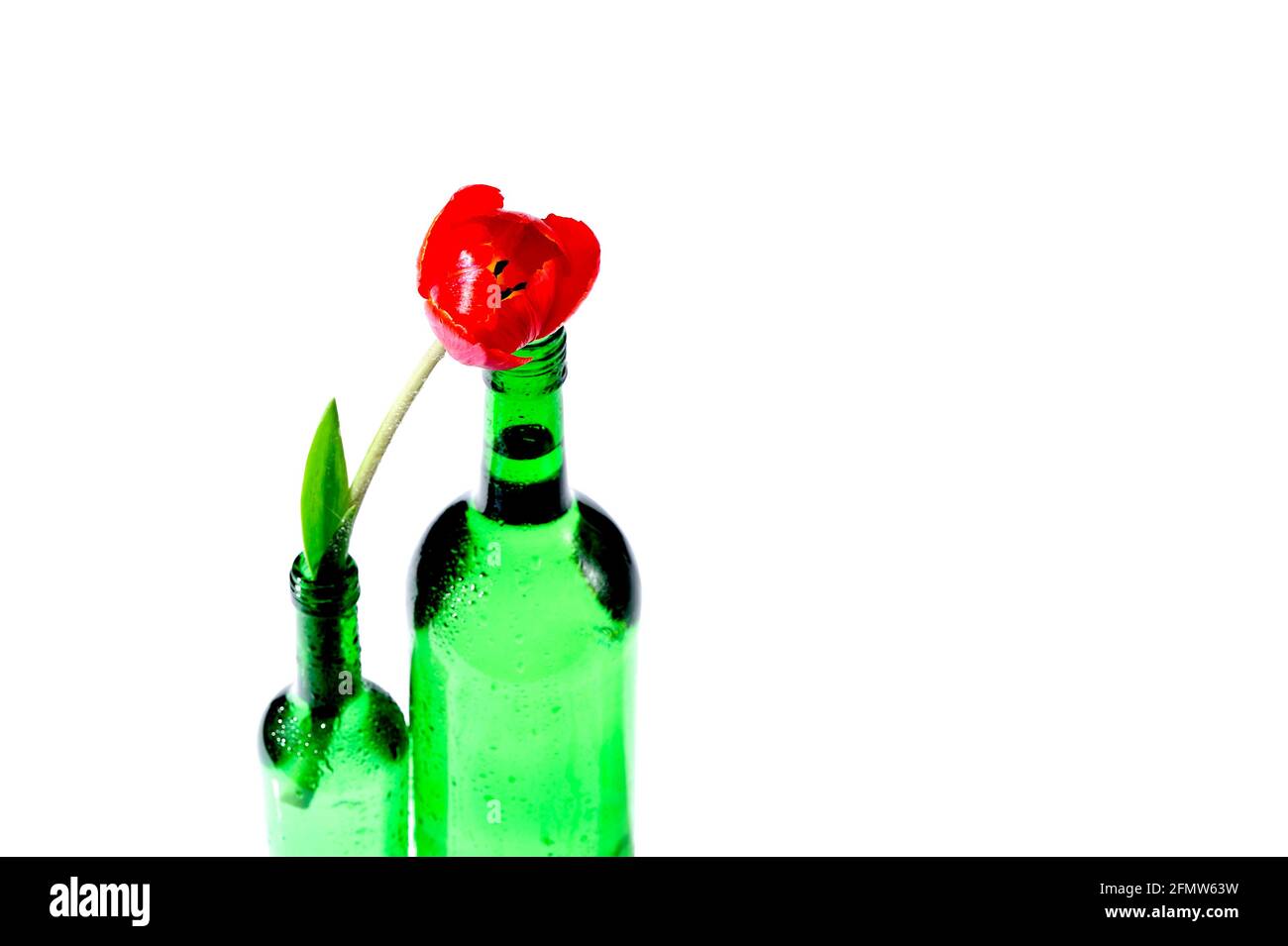 arôme, fleur, frais, ouvert, réflexion, stil life, printemps, tulipes, composition, belle, beauté, fleur, fleur, bouquet, thérapie florale Banque D'Images