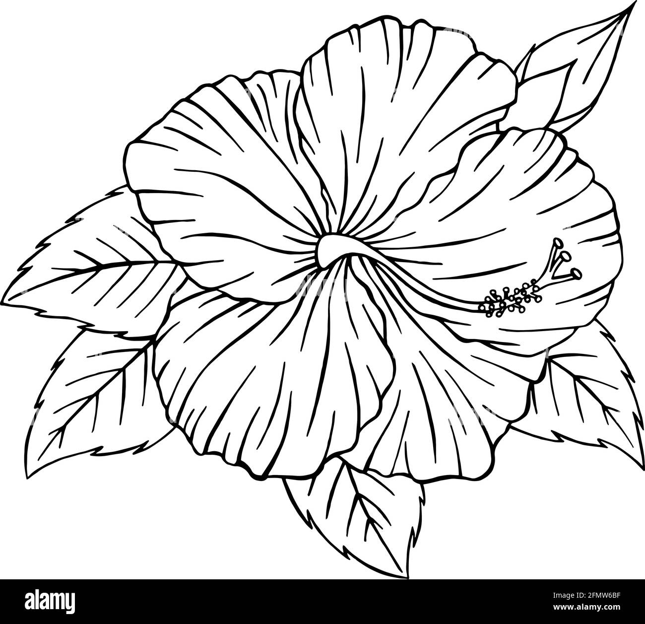 Contour de fleur d'hibiscus dessiné à la main. Illustration vectorielle Hibiscus line art isolée sur fond blanc. Silhouette de fleur tropicale en forme de coolé Illustration de Vecteur