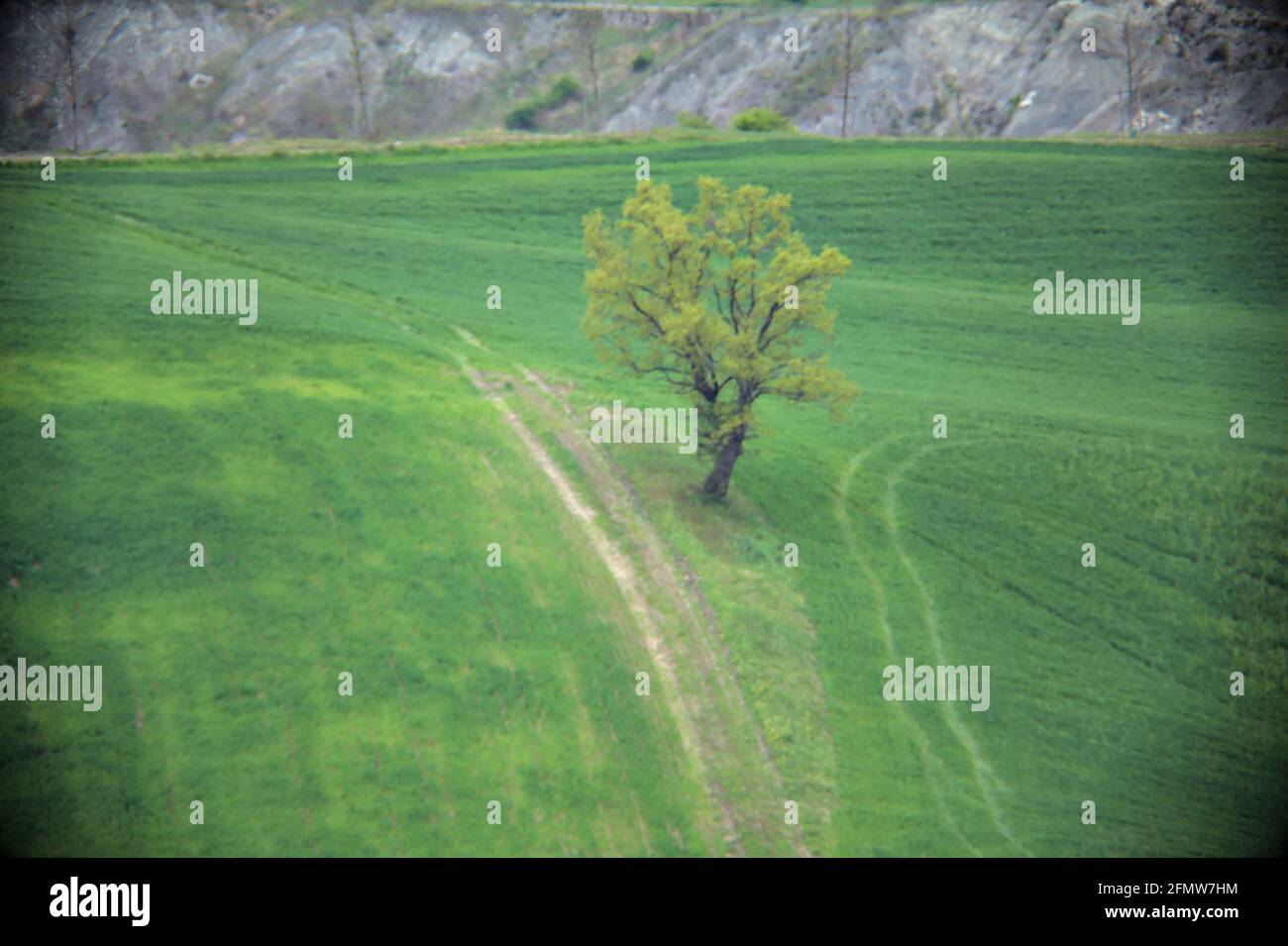 Chemin sur une pente de colline avec un arbre sur un jour de pluie Banque D'Images