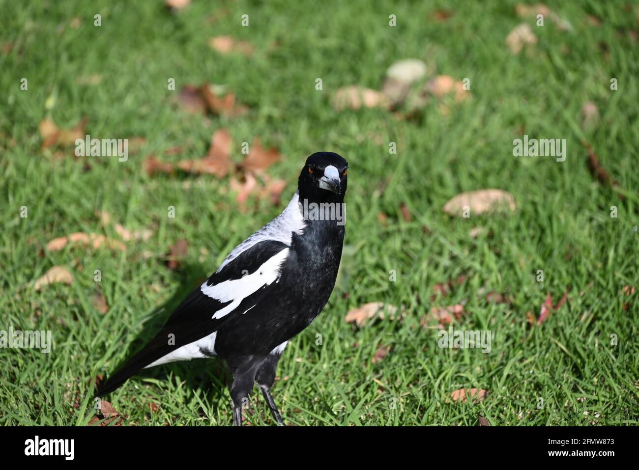 Un gros plan d'un magpie australien debout sur une pelouse en regardant, avec ses deux yeux orange clairement visibles Banque D'Images