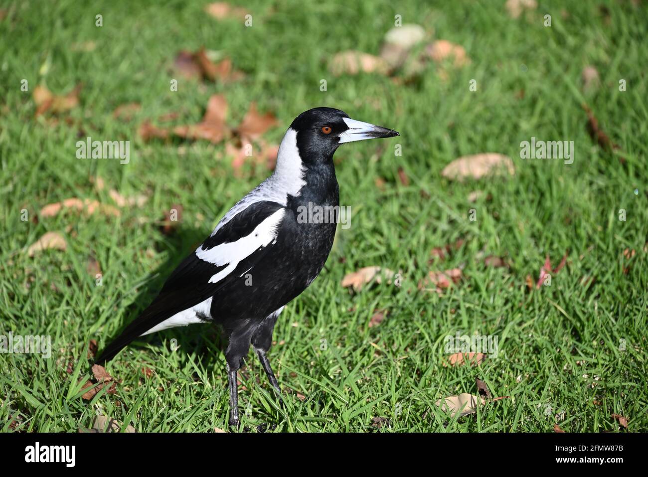Un gros plan d'une magpie australienne sur une pelouse, avec une lame d'herbe assise au-dessus du bec de l'oiseau Banque D'Images