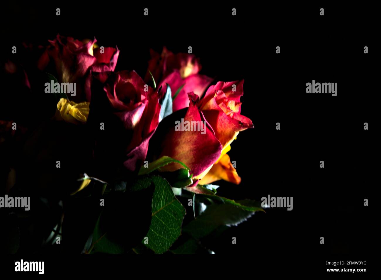 Bouquet de roses jaunes et rouges sur fond noir Banque D'Images