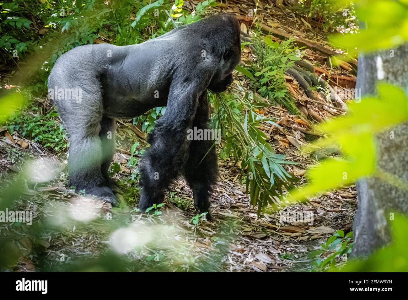 Silverback Gorilla des basses terres de l'Ouest au zoo d'Atlanta près du centre-ville d'Atlanta, en Géorgie. (ÉTATS-UNIS) Banque D'Images