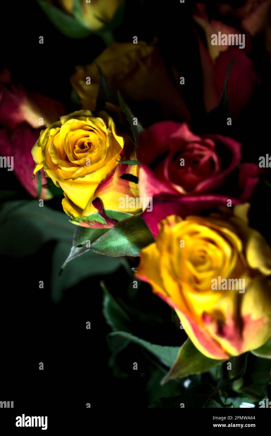 Bouquet de roses jaunes et rouges sur fond noir Banque D'Images