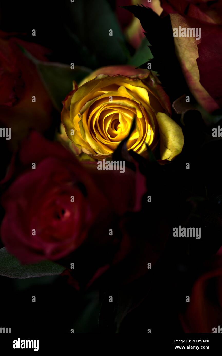 Bouquet de roses jaunes et rouges sur fond noir Banque D'Images