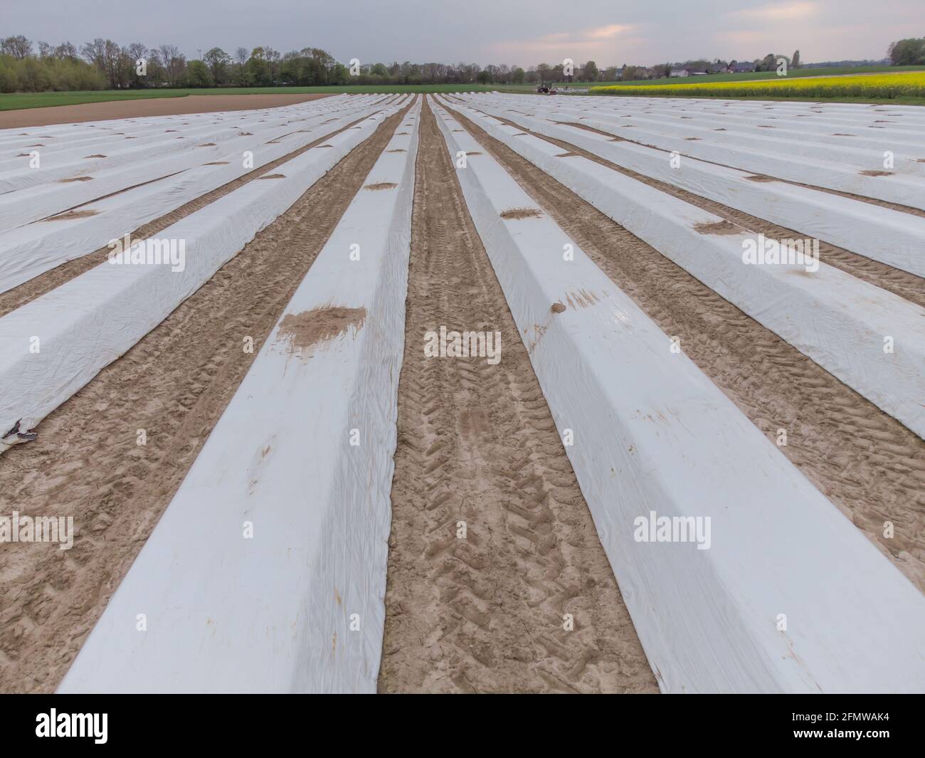 Champ d'asperges photographié avec un drone, vue intéressante des différentes rangées d'asperges formant un modèle, Rhénanie du Nord Westphalie, Allemagne Banque D'Images