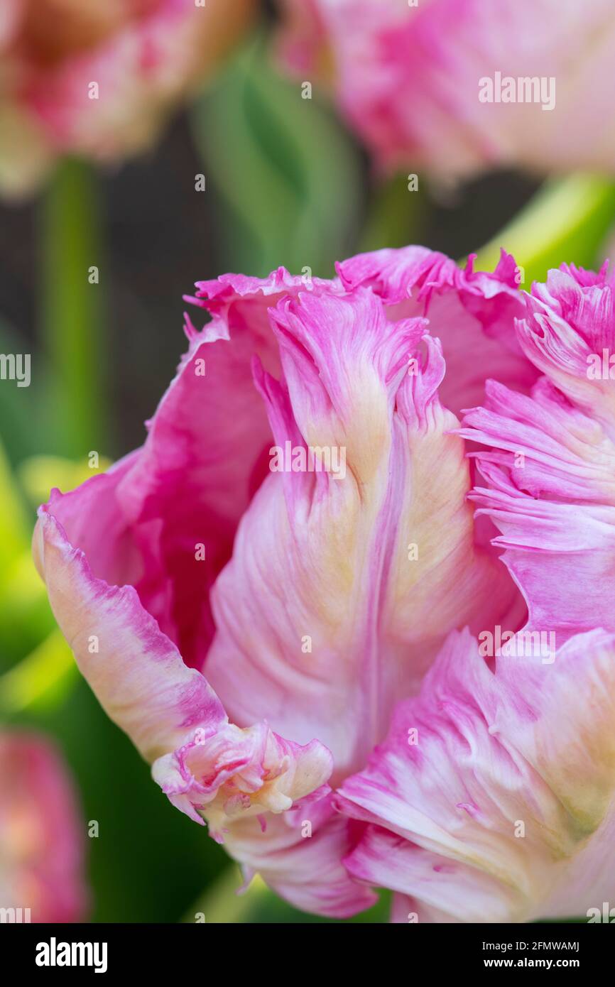 Tulipa. Fleur de tulipe perroquet. ROYAUME-UNI Banque D'Images