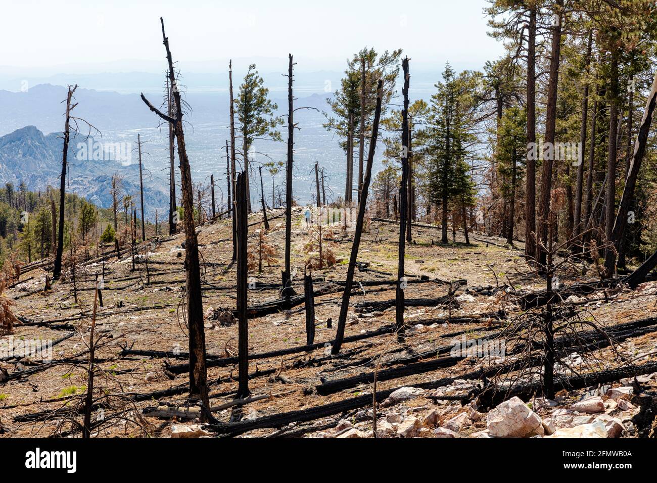 Des arbres brûlés dans une forêt décimée au sommet du mont Lemmon, Santa Catalina Mountains, près de Tucson (au loin), Arizona. Banque D'Images