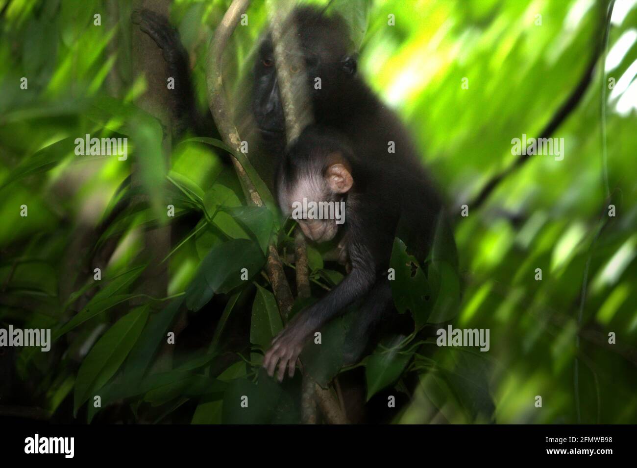 Bebe Macaque Jouant Sur L Arbre Dans Les Soins De La Mere Pendant La Periode De Sevrage Qui Prend Environ 7 Mois De 5 Mois A 1 An Photo Stock Alamy