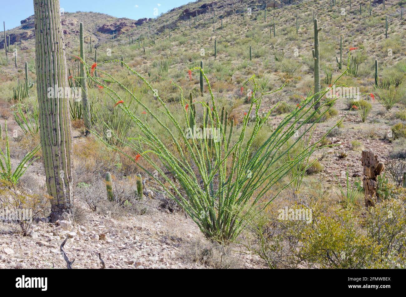 Orgue Pipe Cactus National Monument , une réserve de biosphère de l'UNESCO située à l'extrême sud de l'Arizona qui partage une frontière avec le Mexique Banque D'Images