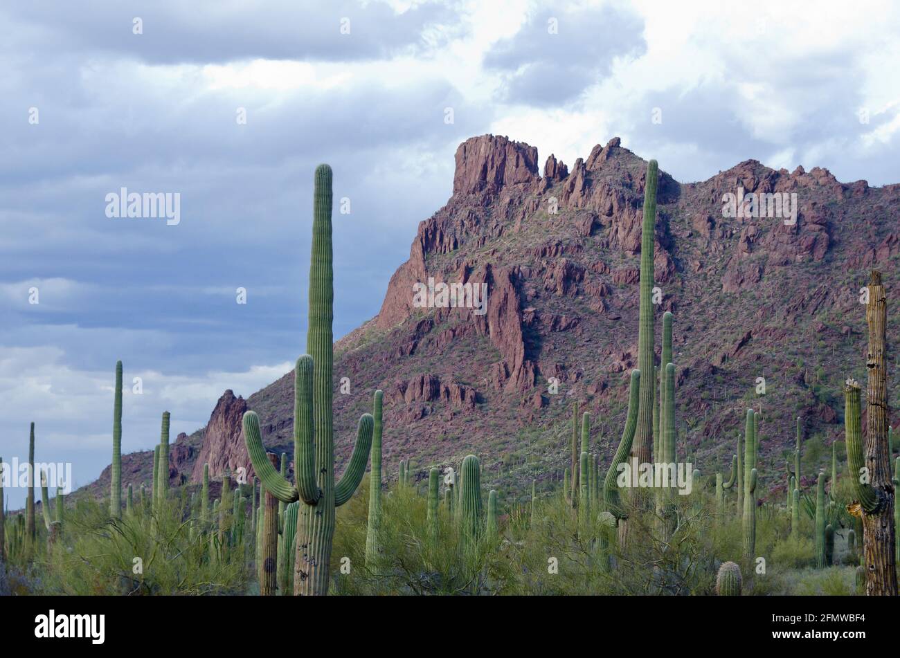 Orgue Pipe Cactus National Monument , une réserve de biosphère de l'UNESCO située à l'extrême sud de l'Arizona qui partage une frontière avec le Mexique Banque D'Images