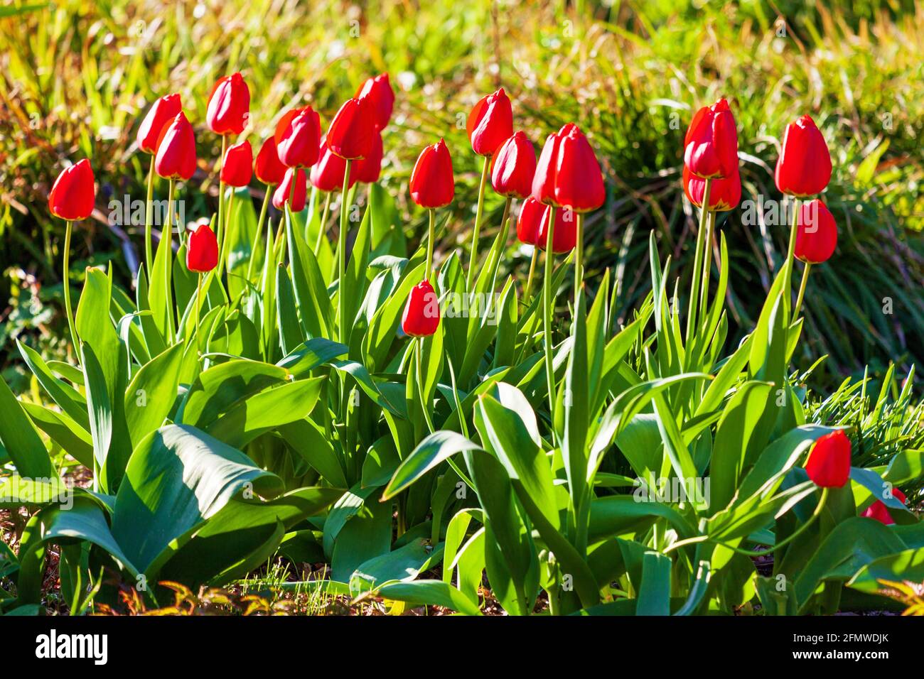 Beau lit de fleurs de tulipes rouges en pleine floraison au soleil lumière du matin Banque D'Images