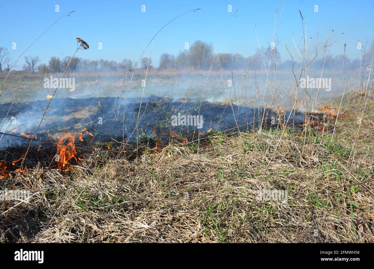 L'herbe sèche au feu au printemps. Brûler de l'herbe sèche au printemps est rapidement hors de contrôle. Banque D'Images