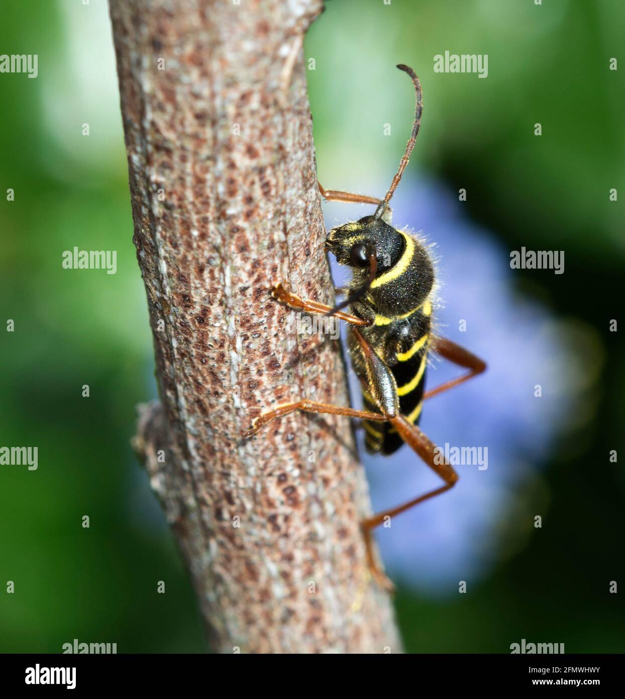 Wasp Beetle Banque D'Images